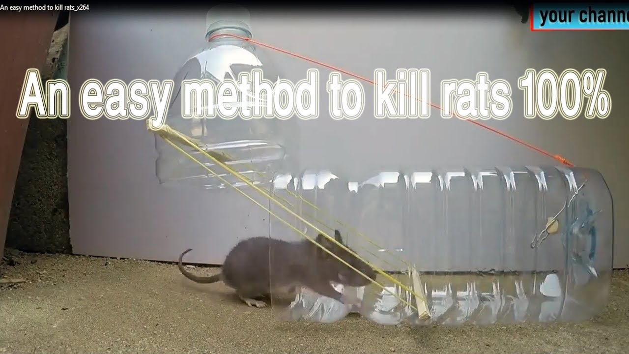 An Easy Method To Kill Rats 100 YouTube an-easy-method-to-kill-rats-100-youtube