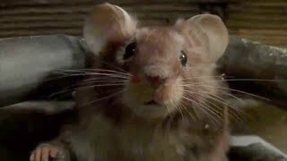 Mouse Hunt - Trouble Crashes Into Home Sweet Home