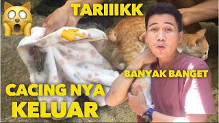 cara memotong kuku kucing dengan mudah dan benar