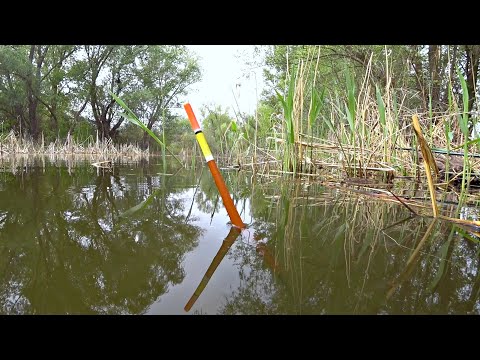 Видео: Рыбалка в ручье на поплавок. Ловля крупного карася на маховую удочку.