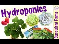 Hydroponic System: How to Grow Succulents, Fruits & Herbs Indoors (With Amazing Updates)
