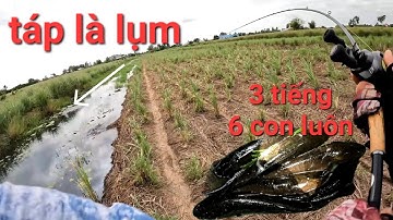 Câu cá lóc Tân Phú Đông phát hiện con mương có nhiều cá đóng quá phê | Thái Nguyễn fishing