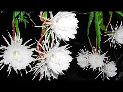 Brahma Kamal #houseplants #gardening #flowers 