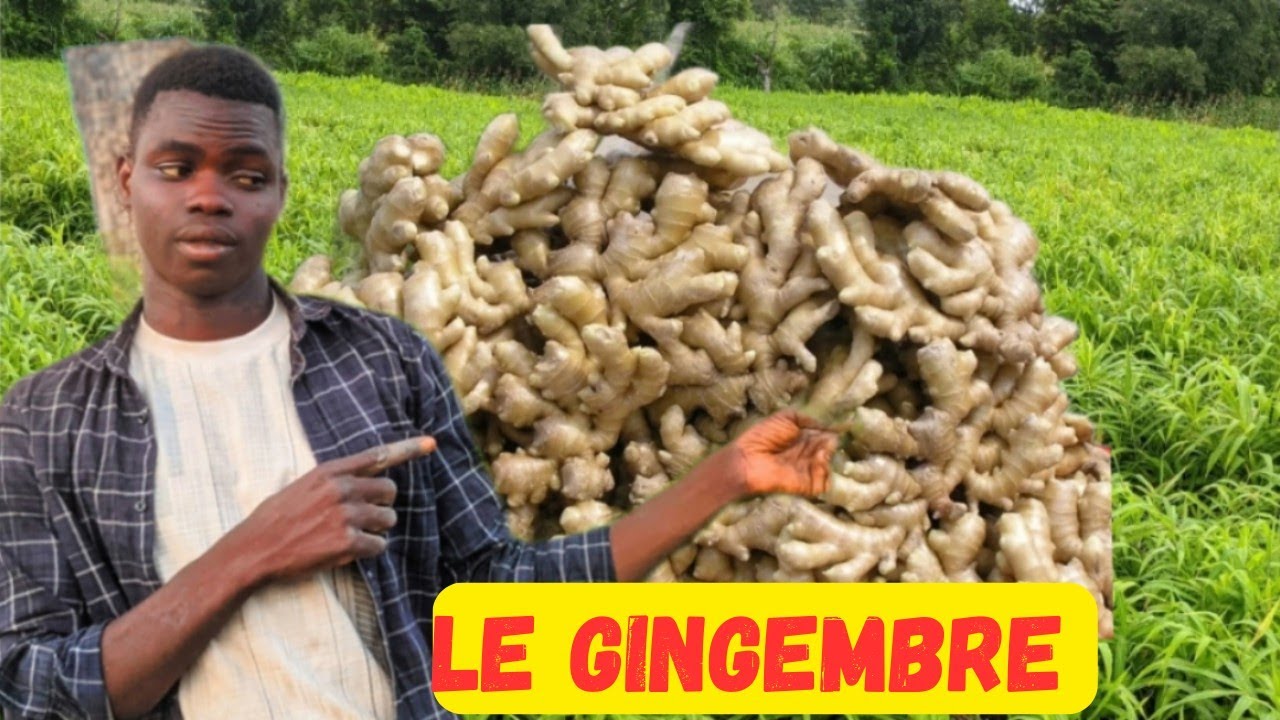 Le Gingembre quitte de 8000fcfa à 100 mil FCFA en 2 ans: voici le piège de sa rentabilité