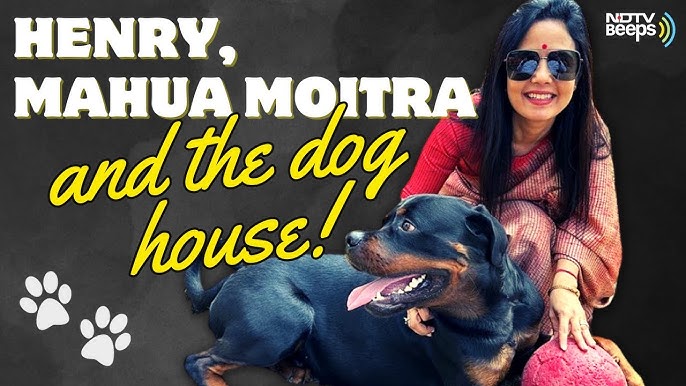 Dog, Billionaire, And A 'Jilted Ex': A Timeline Of Mahua Moitra 'Cash For  Queries' Case