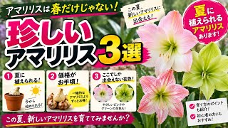 【知らないと損】アマリリスは春だけじゃない！夏に植えられる「珍しい3選」安くて花色もスゴい！