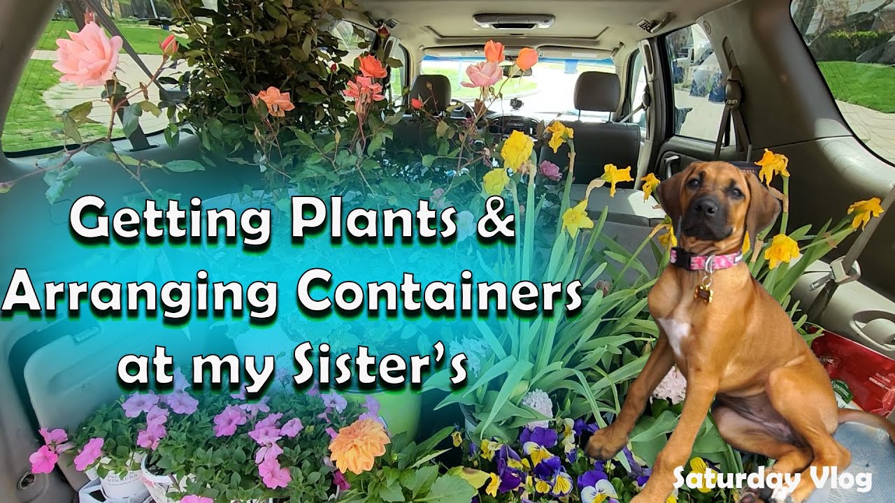 Shopping At Walmart & Lowes For Plants & New Patio Pots For Family Saturday Vlog YouTube