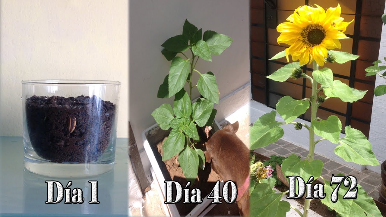 🌻Crecimiento del Girasol y seguimiento 🌻 - YouTube
