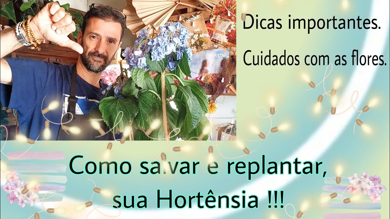 Como salvar e recuperar sua Hortênsia,  e fazer mudas !!!