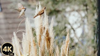 Mother Birds making a nest || Natute life || Birds nest by Vicky's Vitality Vlog 1 view 6 days ago 2 minutes, 37 seconds