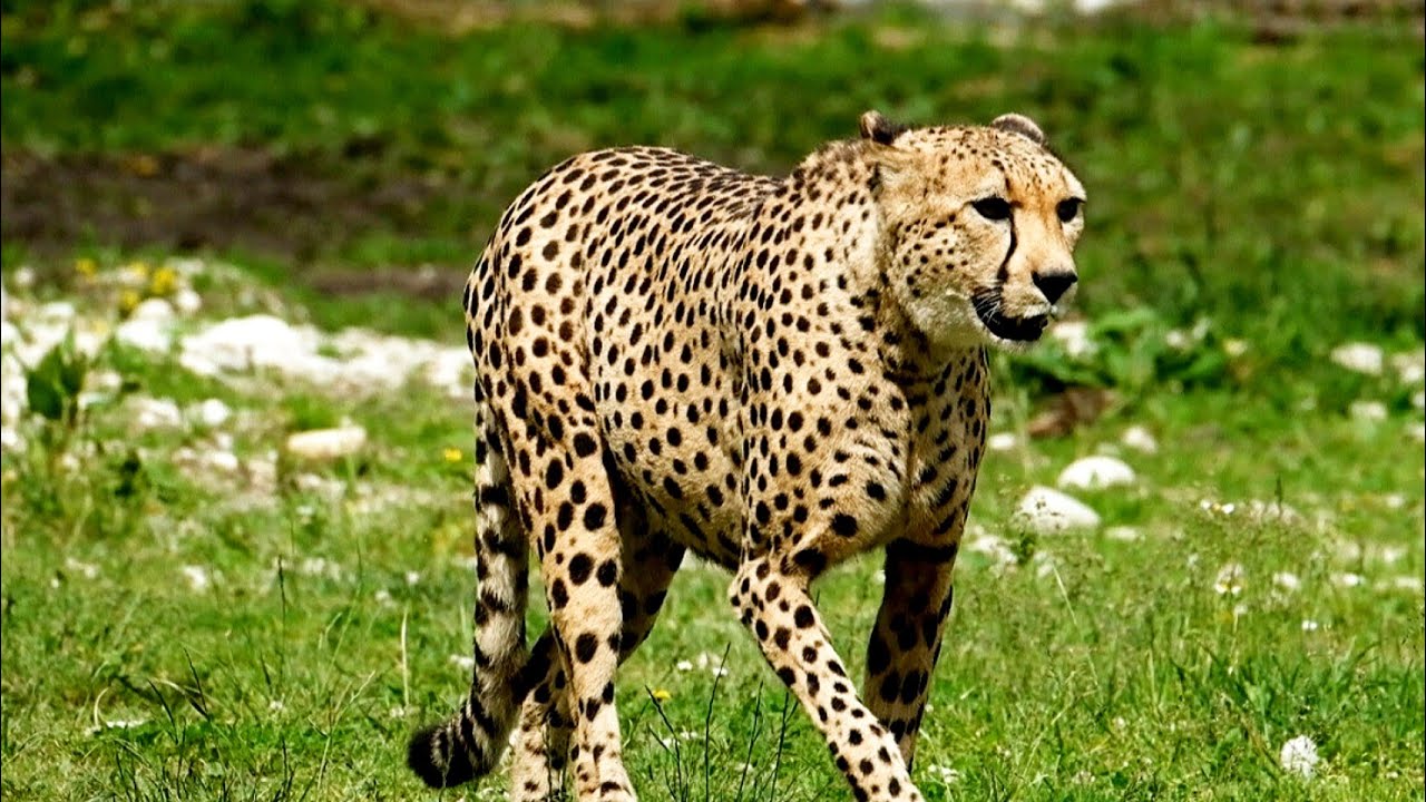 Cheetah/Wild Cheetah Video Compilation/Cheeta/4K HD Videos/Cheetah ...