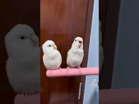 วีดีโอ: การดูแลเด็ก Cockatiel