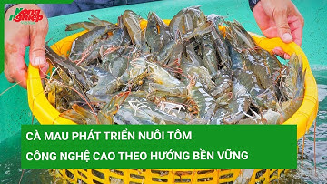 Cà Mau phát triển nuôi tôm công nghệ cao theo hướng bền vững
