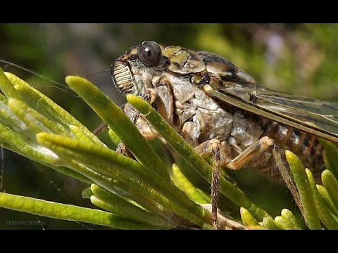 Cicala Suoni E Video Casaegiardinoit