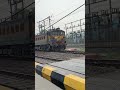 Goat cut by goods train