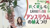 アンスリウム 仕立て直し 植え替え Youtube