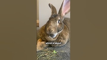 The Worlds Largest Rabbit Breed 🐇