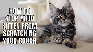 7 Tips to Get Your Kitten to NOT Scratch Your Couch