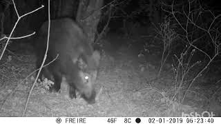 fototrampeo galicia ( lobo ibérico 'zorro' liebre 'arrendajo' garduña)