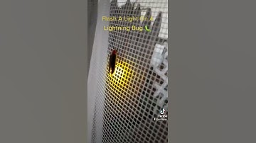 Flash A Light On A Lightning Bug