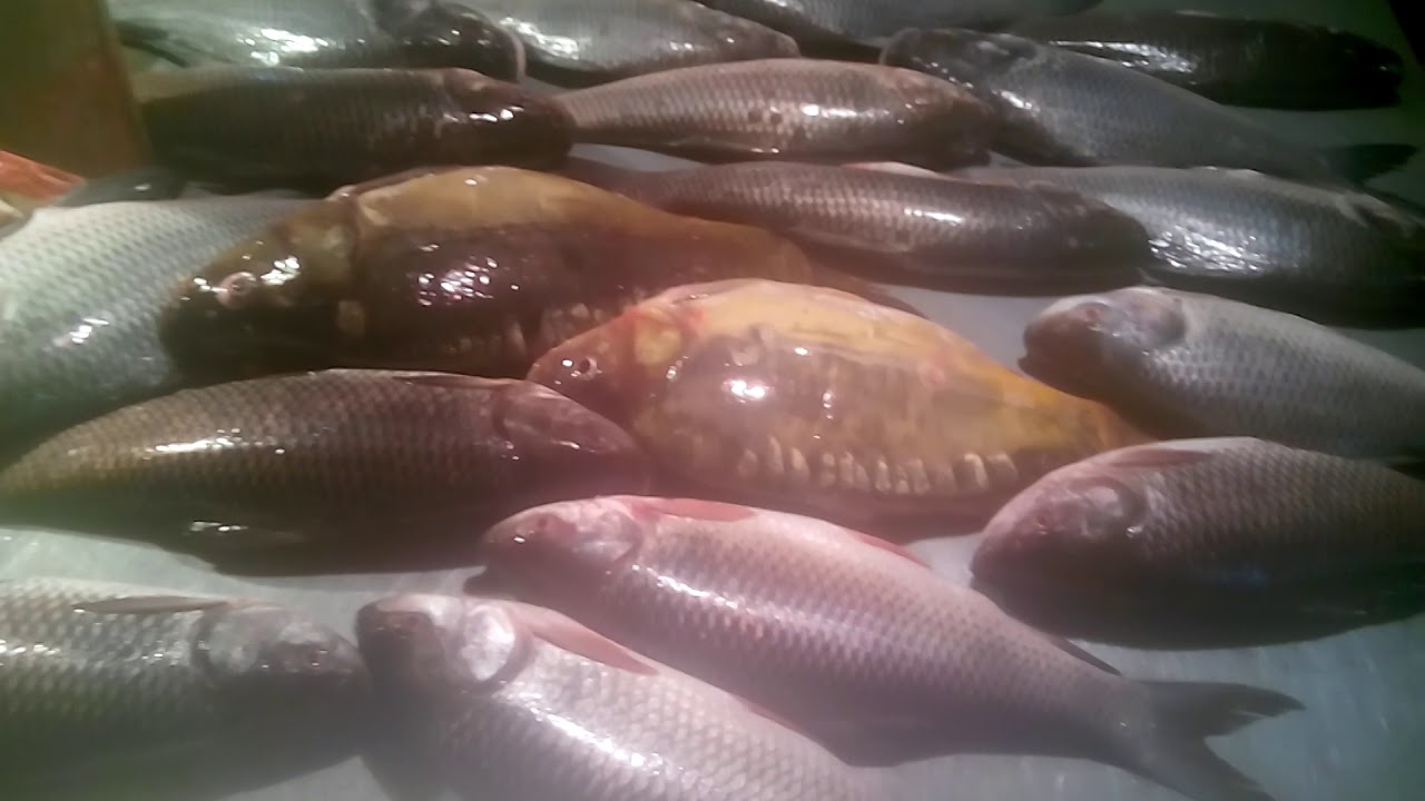 Most Fastest Fish Cutters | Around food world Incredible Big Catla Fish Cutting