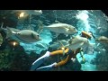 寺泊水族博物館 の動画、YouTube動画。