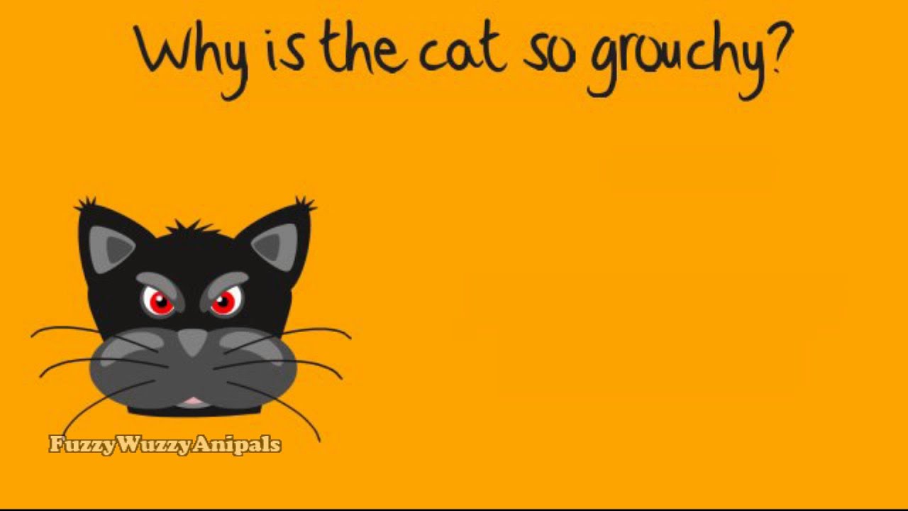 Kids Joke 50 Cat YouTube