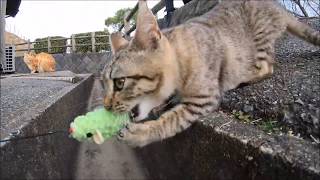 捕らえた獲物は離さない！子猫のおもちゃ遊びが本気過ぎて怖い