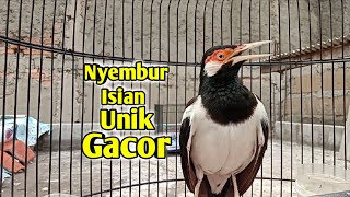 Suara Jalak Suren Nyembur Unik Bisa Bikin Burung Jalak Cepat GACOR Panas Isian Mewah Saat DiPancing