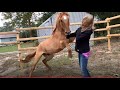 Horse Training Gone Bad - How A Good Horse Is Force To Be A Bad Horse - Horse Attacks