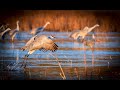 Sandcranes in New Mexico