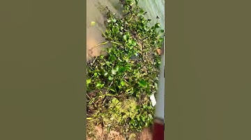 Handing Điếu Vương 5m4 Va hàng Hồ Núi Cốc