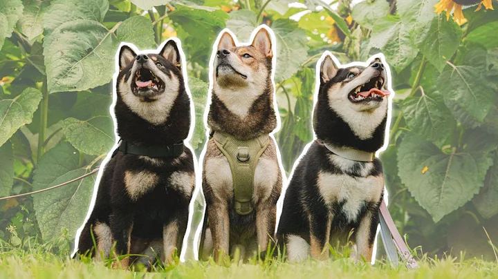 DO NOT GET A SHIBA INU | 3 reasons why 🐕 ⚠️