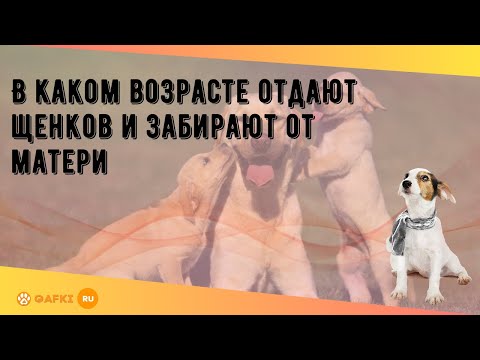 В каком возрасте отдают щенков и забирают от матери