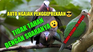 Suara Burung Walik Gacor parah Durasi 10 Menit|Masteran Burung Walik Terbaru