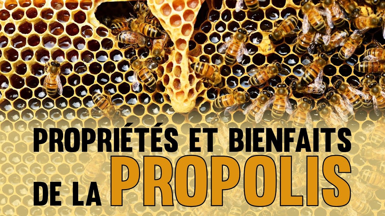 Proporiétés et bienfaits de la propolis - YouTube