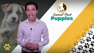 La primera noche del perrito en casa presentado por Central Park Puppies by Central Park Puppies 78 views 3 years ago 10 minutes, 53 seconds