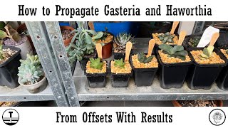 How to Propagate Gasteria and Haworthia From Offsets With Results