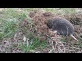 a Mole  digging a hole caught on cámara