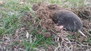 a Mole  digging a hole caught on cámara