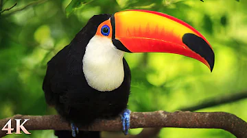 11 HOURS of Rainforest Birds in 4K - Colorful Breathtaking Birds with Sound by Nature Relaxation