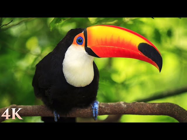 11 HOURS of Rainforest Birds in 4K - Colorful Breathtaking Birds with Sound by Nature Relaxation class=