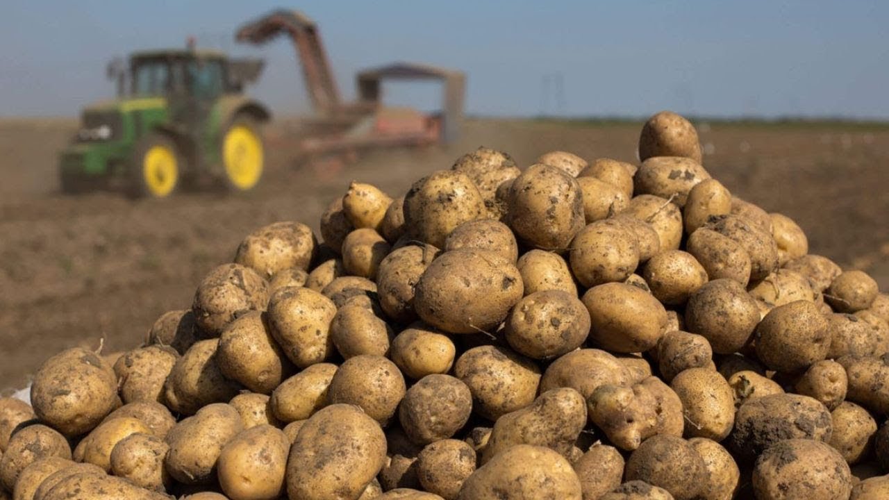 Первые десятки тысяч тонн картофеля нового урожая собрали в Беларуси