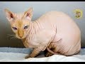 Złota Piątka: Najdziwniejsze rasy kotów!