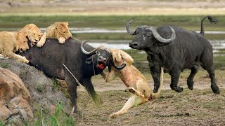 Mother Buffalo Sacrifices Herself To Fight Against The Fierce Lion Pride