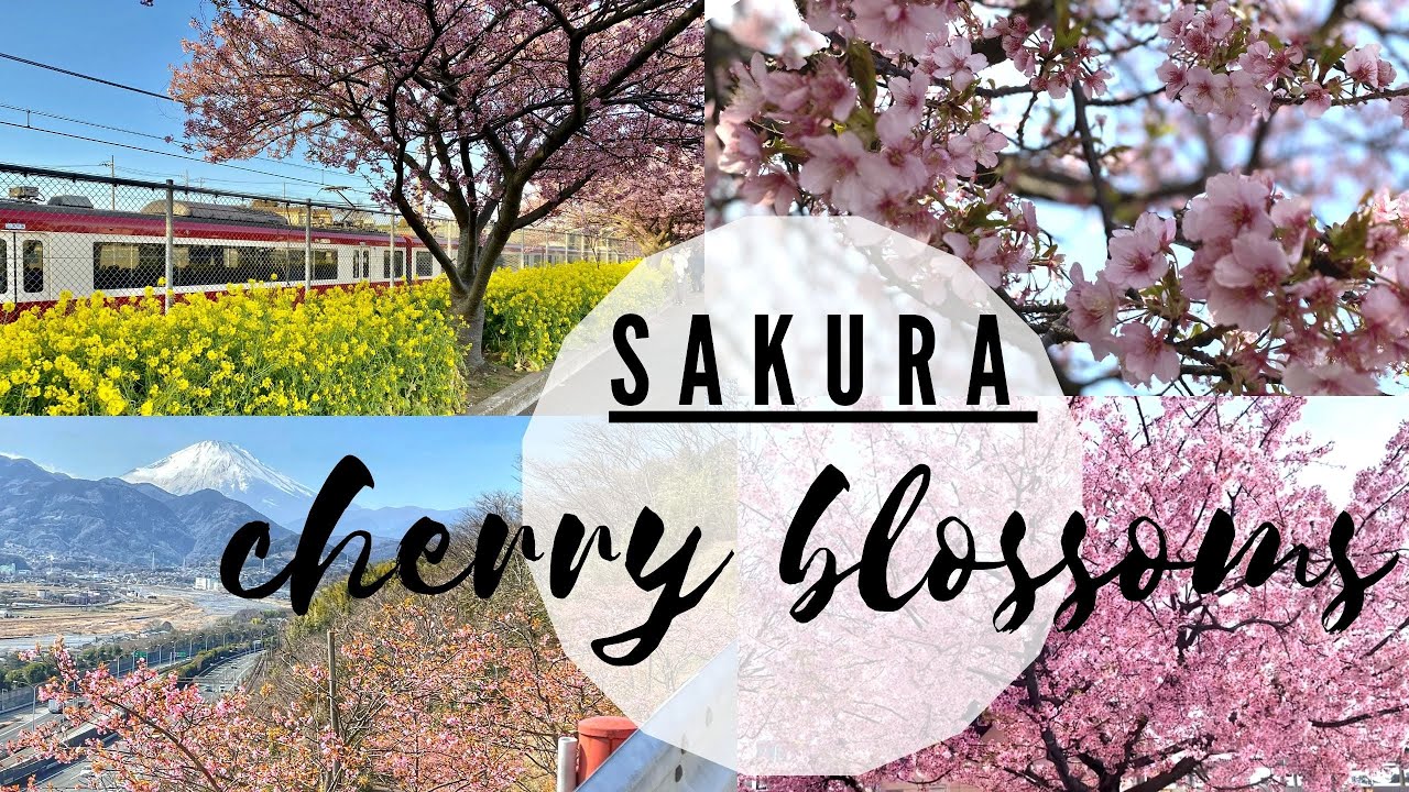 Japan Guide - Cherry Blossoms 2021 | Matsuda & Miura Kawazu Sakura