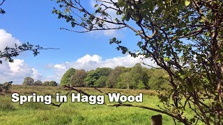 Spring In Hagg Wood (HD)