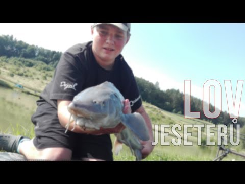 Video: Jeseter V Troubě - Krok Za Krokem Recept S Fotografií