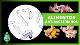 14 ANTIBIÓTICOS NATURALES más PODEROSOS 🌿🦠 (Alimentos y Plantas Antibacterianas)