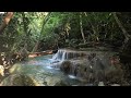 Relaxation // Bruit de l&#39;eau et des animaux // Forêt tropicale 【1080p】